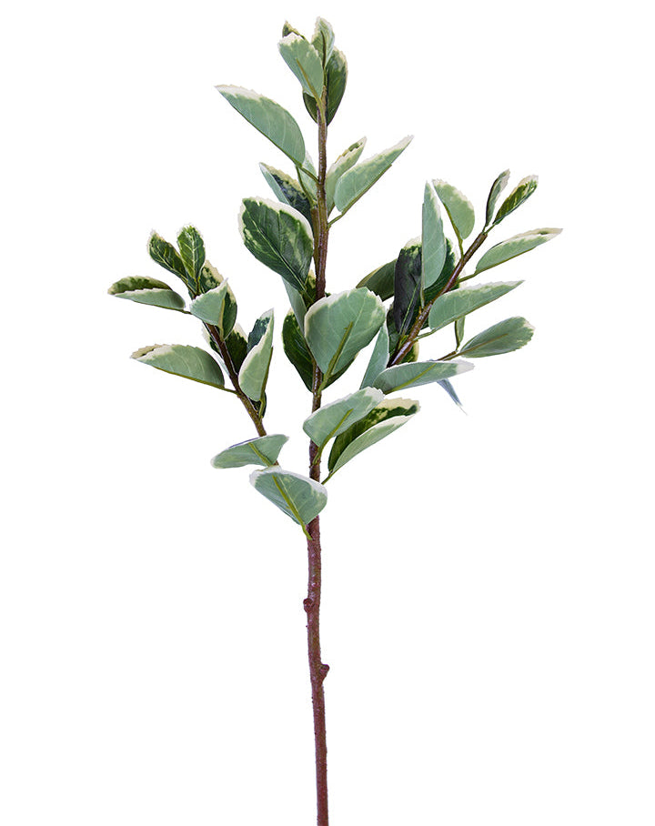 2310393GW | 25" | EUPHORBIA MARGINATA | GREEN/WHITE