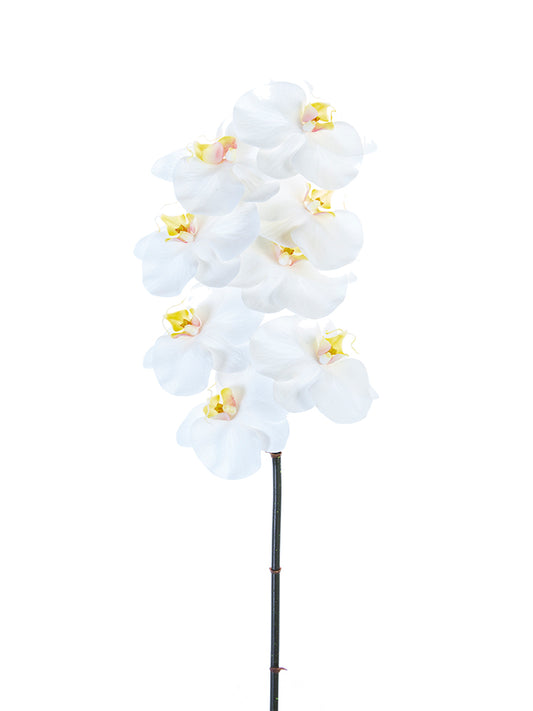 2230093WH | 31" | PHALAENOPSIS ORCHID | REAL TOUCH | WHITE