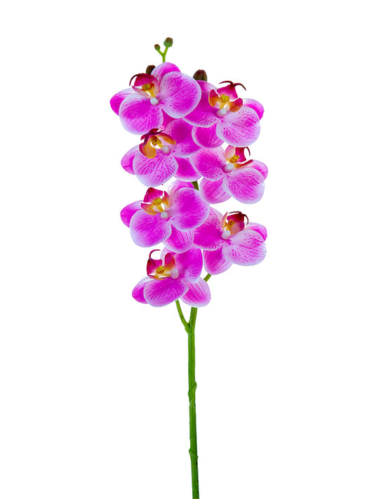 2230094LF | 24" | Phalaenopsis Orchid | Real Touch | Lt. Fuchsia