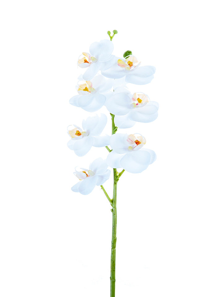 2230094WH | 24" | Phalaenopsis Orchid | Real Touch | White
