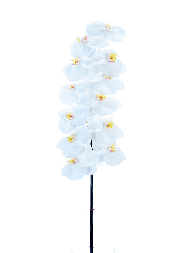 2230095WH | 42" | REAL TOUCH PHALAENOPSIS | WHITE