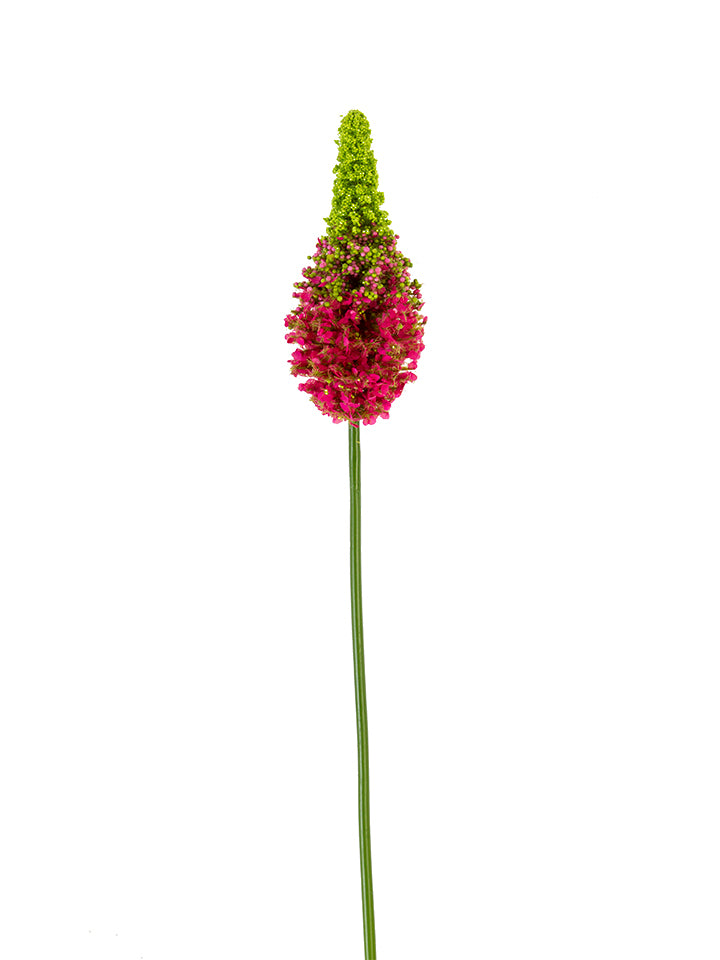 2290081FU | 33" | EREMURUS | FUCHSIA