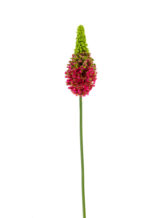 2290081FU | 33" | EREMURUS | FUCHSIA