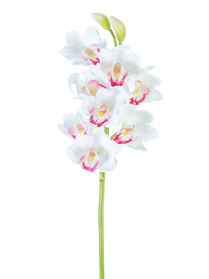 2230101WH |32" | CYMBIDIUM ORCHID | WHITE/BURGANDY
