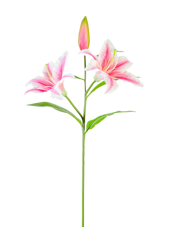 2240054PK | 30" | STARGAZER LILY | PINK/WHITE