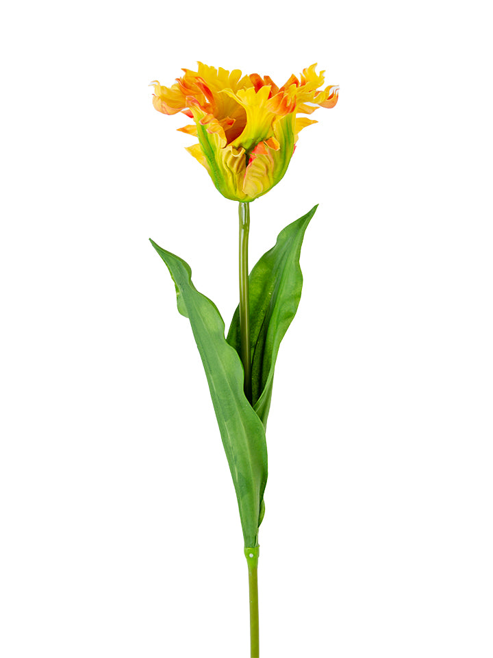 2260032YL | 27" PARROT TULIP