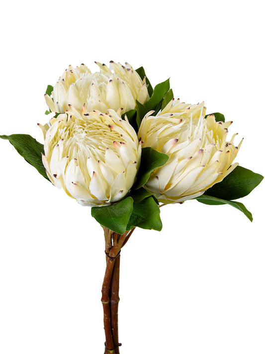 2275009CR | 24" | PROTEA BUNDLE | CREAM