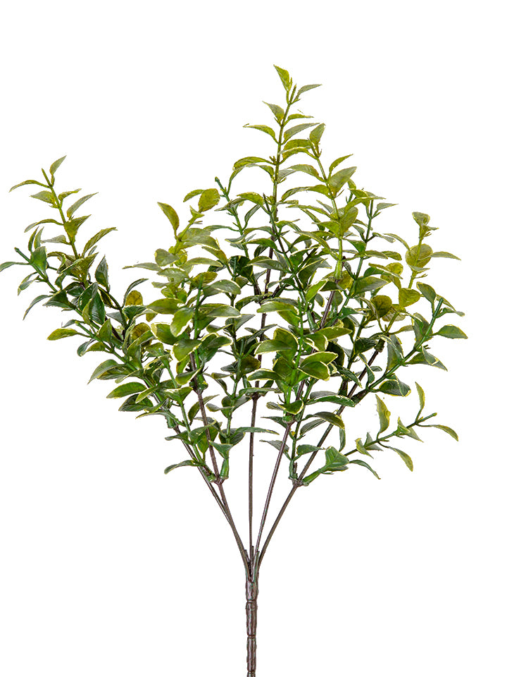 2310497VG | 14" | PRIVET BUSH | VAR. GREEN
