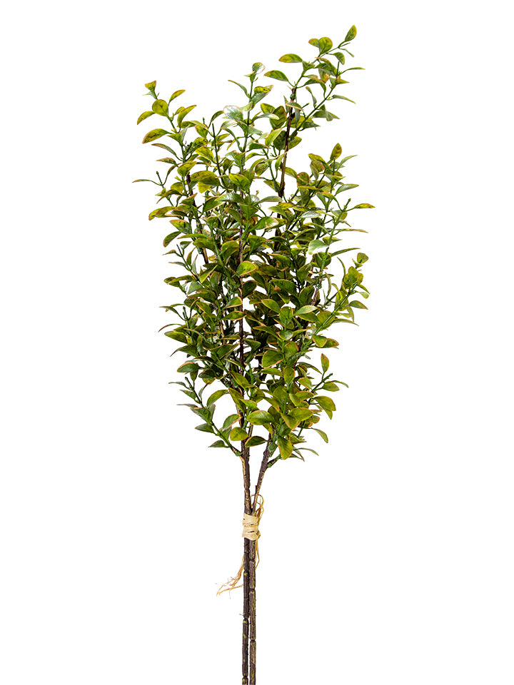 2751164GR | 27" | PRIVET BUNDLE | GREEN