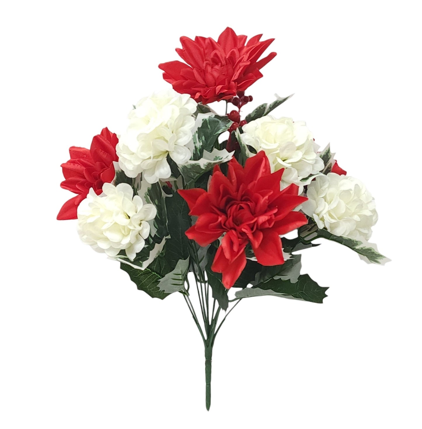 11803 | DAHLIA SNOWBALL MIX BUSH X12 | RED/CREAM