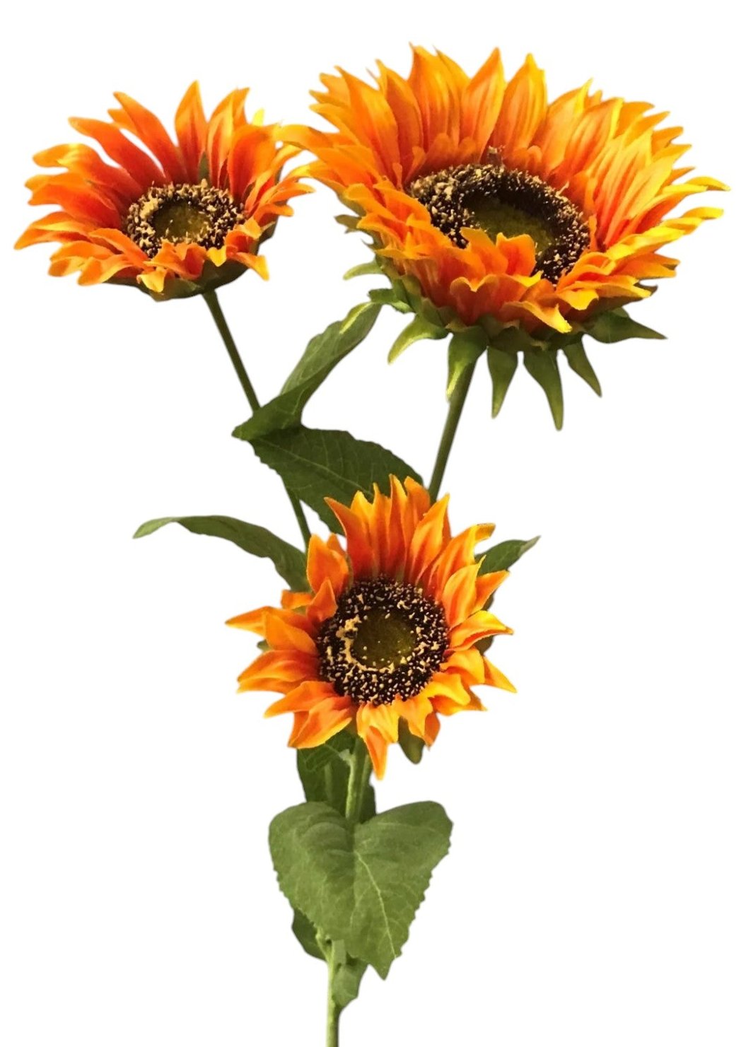 12342 | SUNFLOWER X3 | ORG