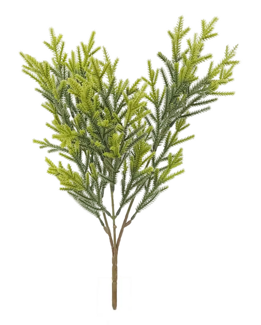 15372 | CEDAR BUSH | FS. GREEN