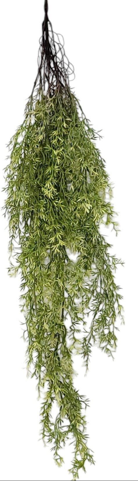 15742  ASPARAGUS HANGING BUSH- LT. GREEN