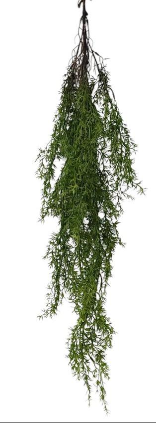 15743  ASPARAGUS HANGING BUSH- FS. GREEN