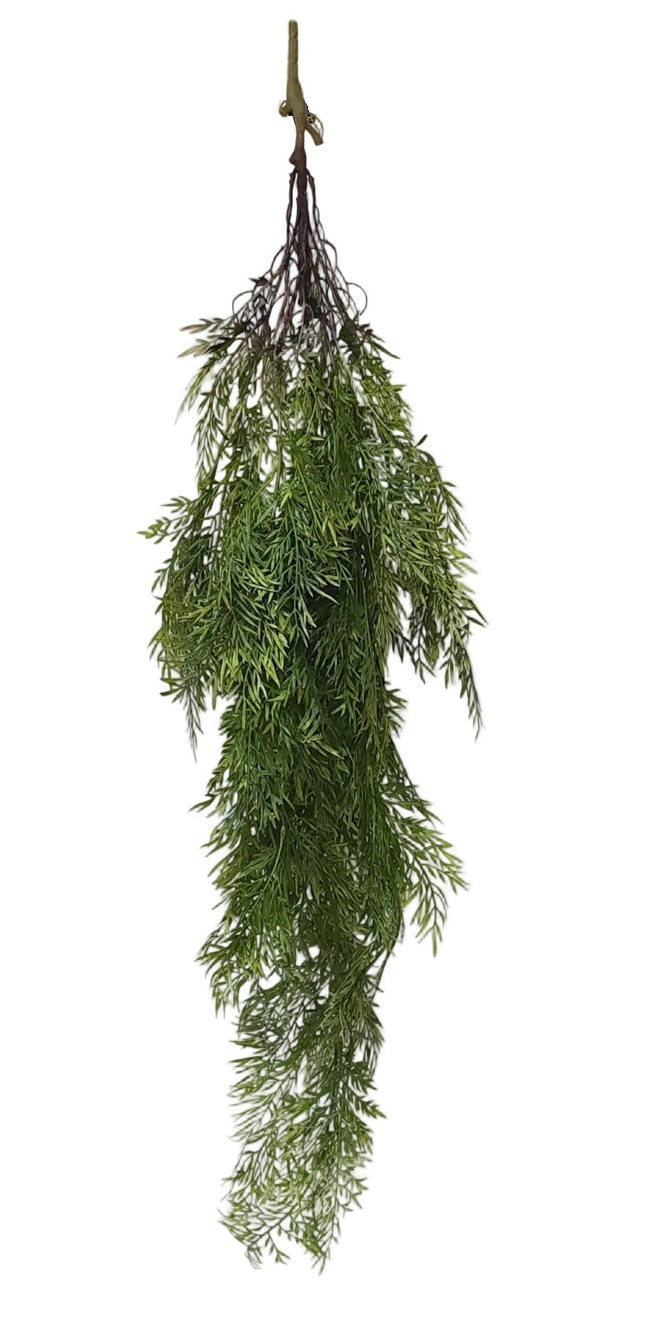 15751 | SPRINGERI HANGING BUSH | GREEN