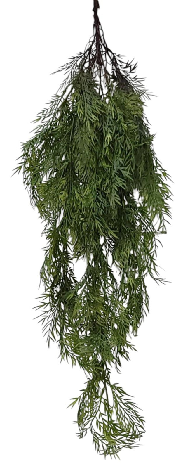 15753  SPRINGERI HANGING BUSH- FS. GREEN