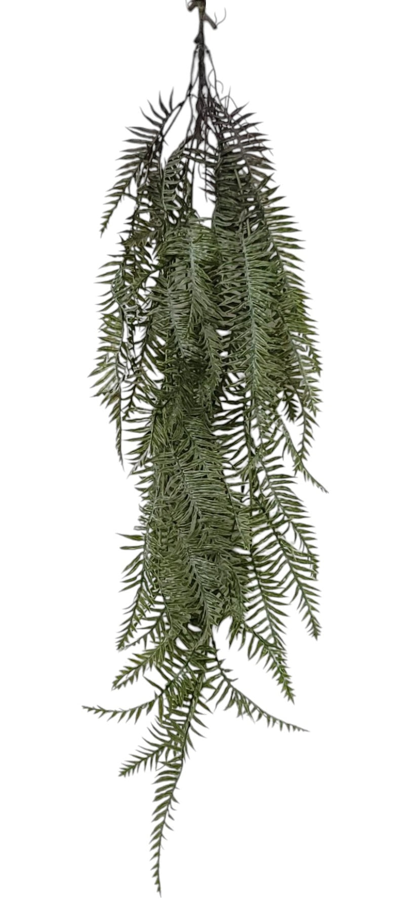 15772 | BOSTON FERN HANGING BUSH | FS GREEN