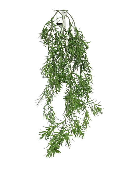 18271 | ASPARAGUS HANGING BUSH | GREEN
