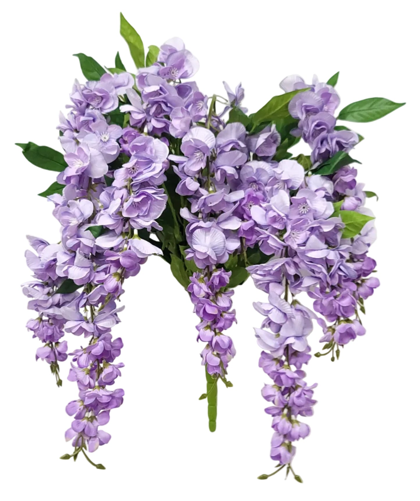 19242 | Wisteria Bush x13 | Purple