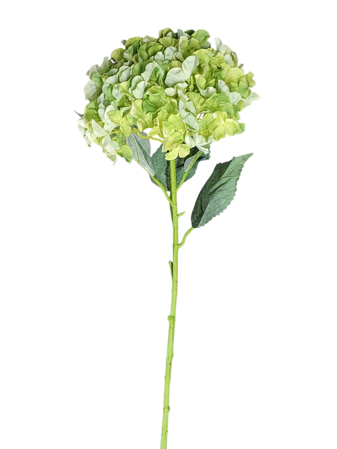 79404 | Jumbo Hydrangea x1 | Green