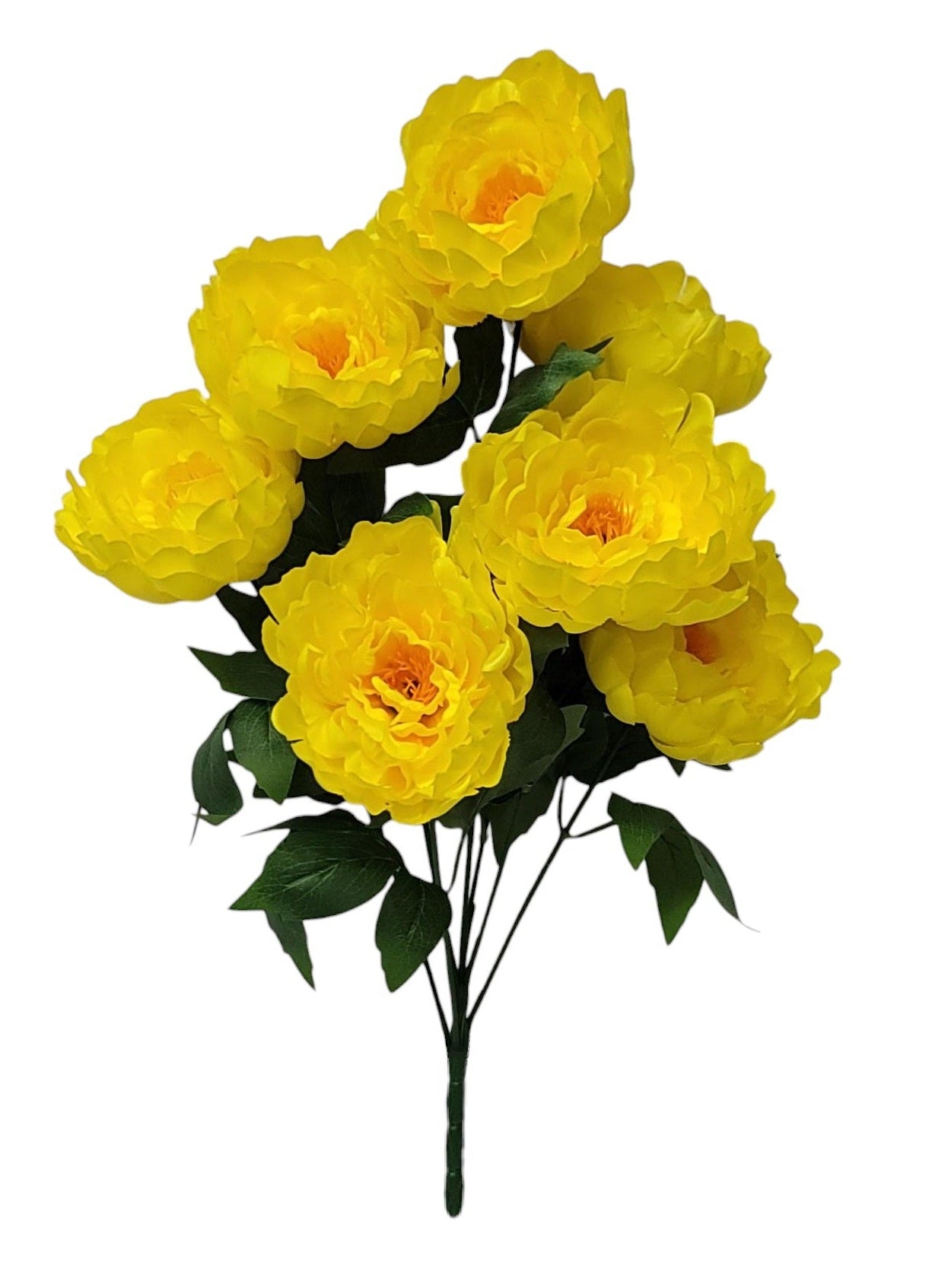 21432 | Peony Bush x7 | Yellow