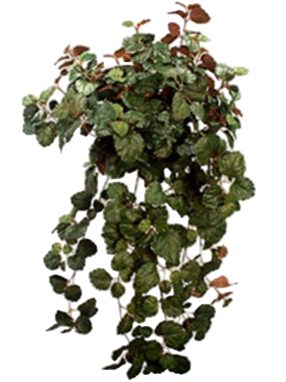 22821935 | 30" | CREEPING CHARLIE BUSH