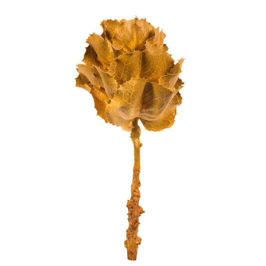 H1QUE725 8" Flower Aspen Gold Queen Flower - A&B Wholesale Market Inc