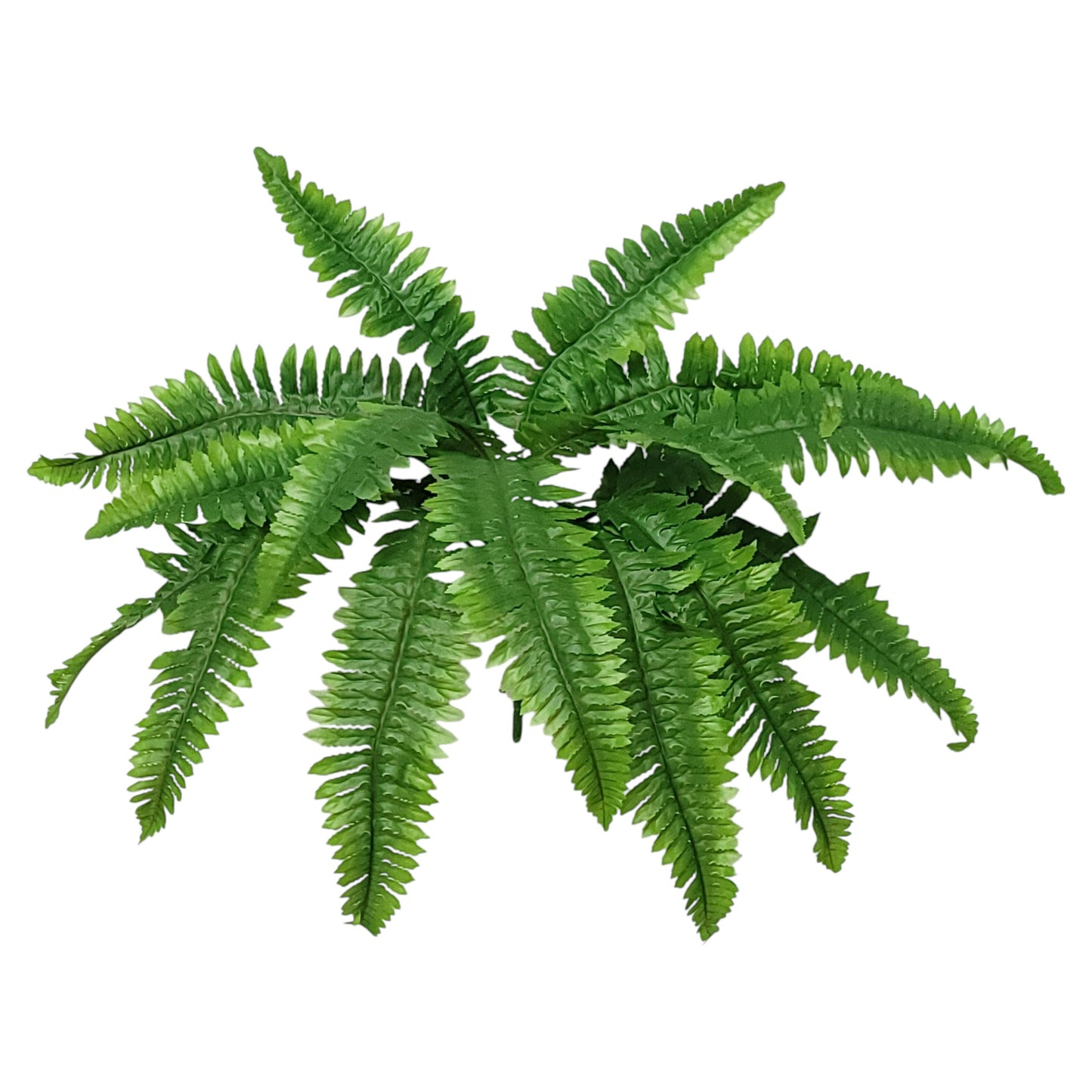 43004 | BOSTON FERN X15 | GREEN