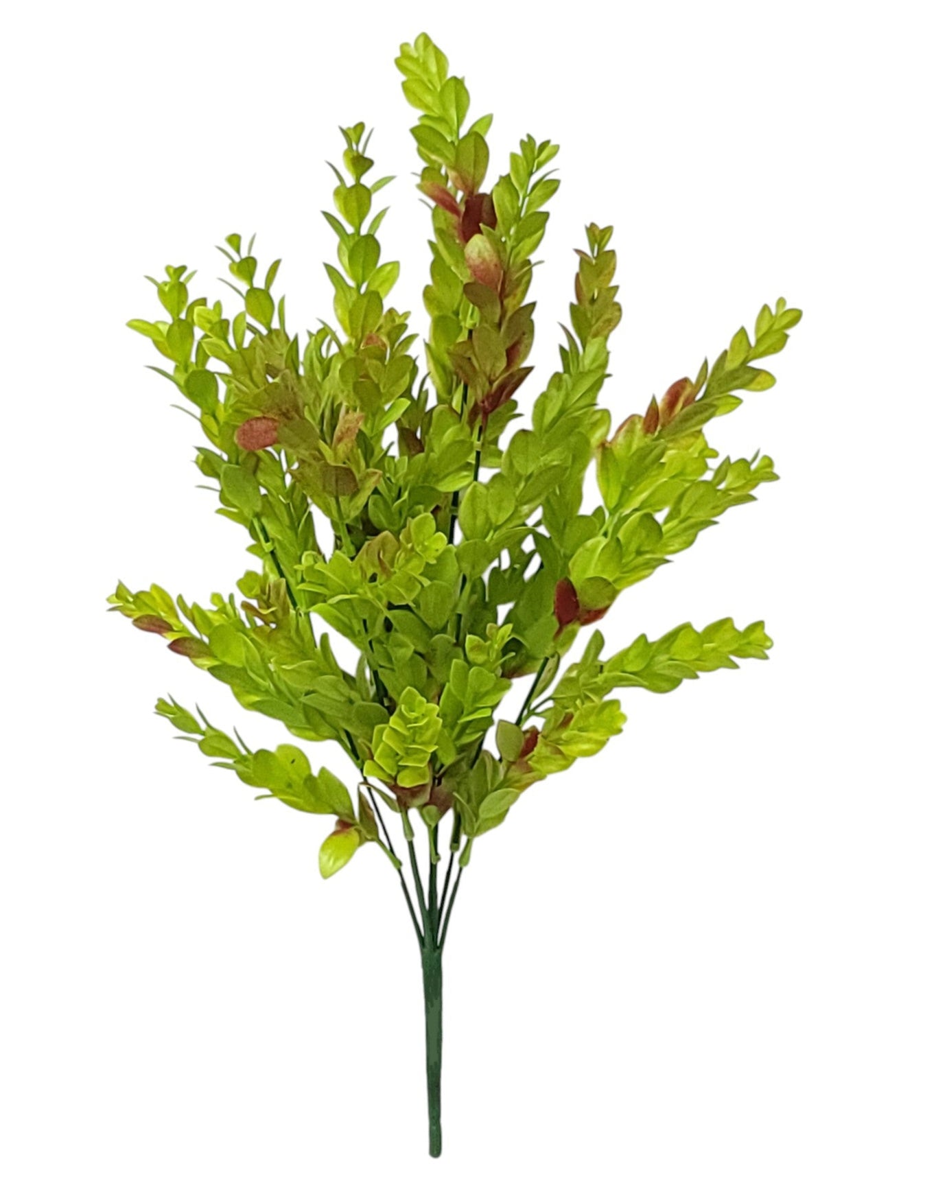 43355 | BOXWOOD BUSH X7 | FS. GREEN