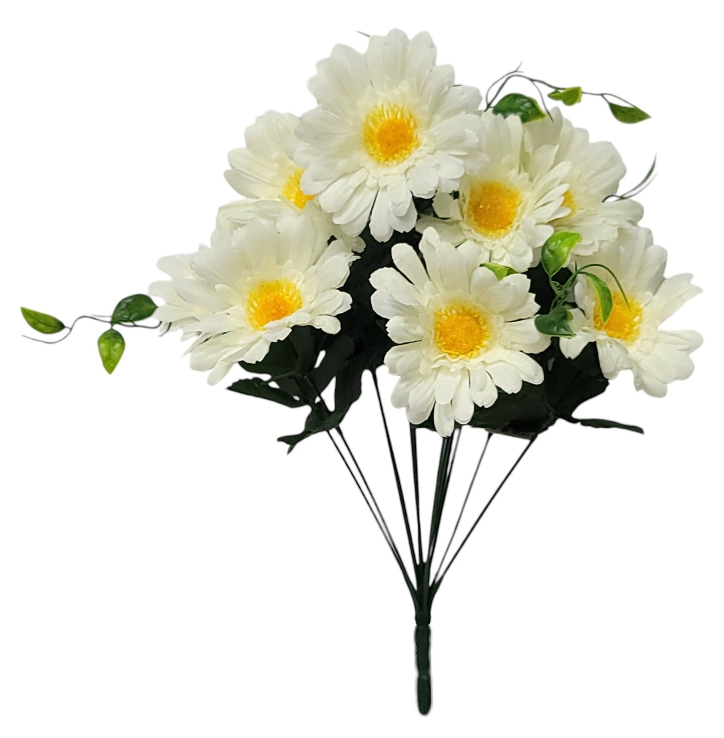 52531 | Zennia Bush x12 | Cream