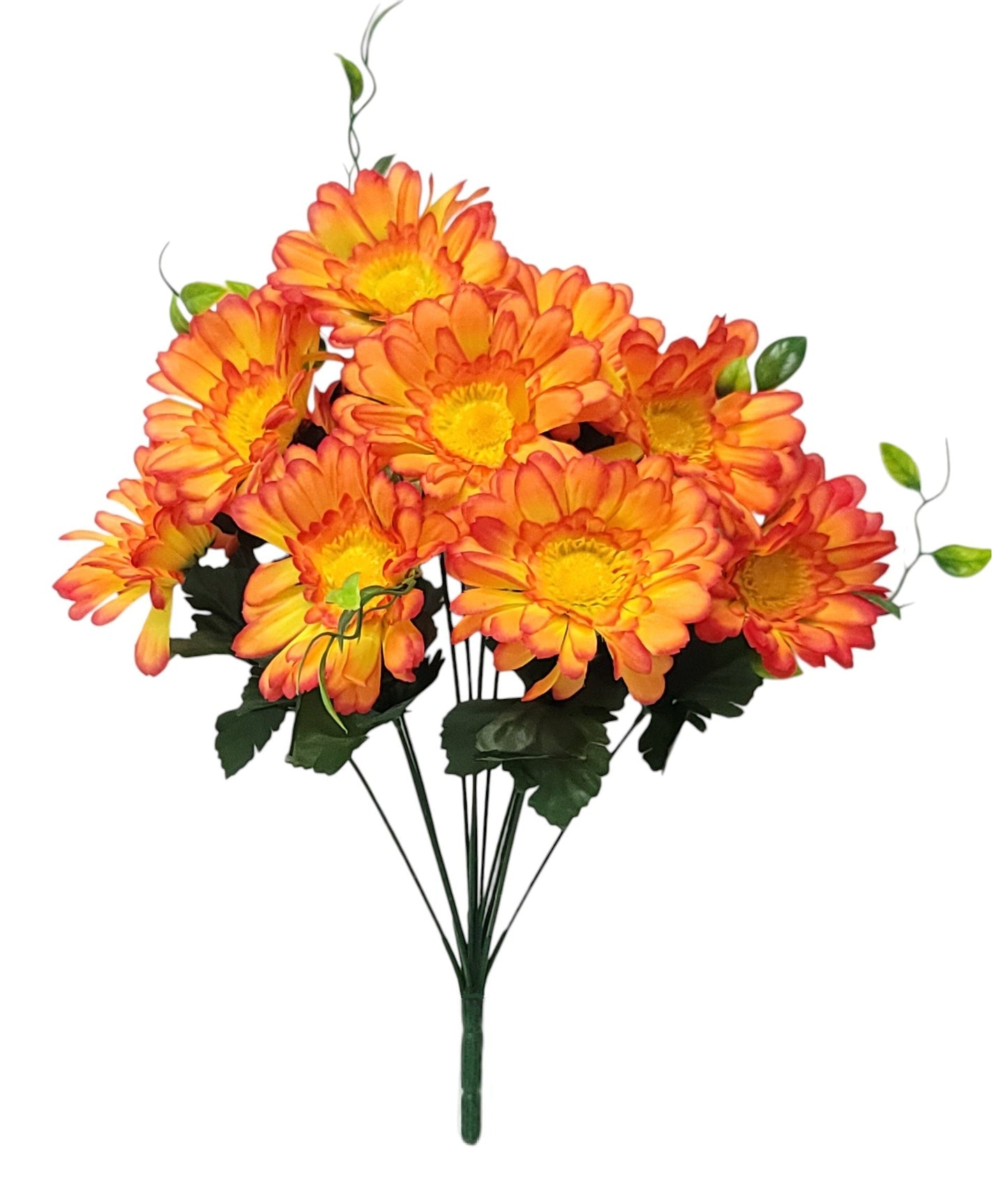 52533 | Zennia Bush x12 | Orange