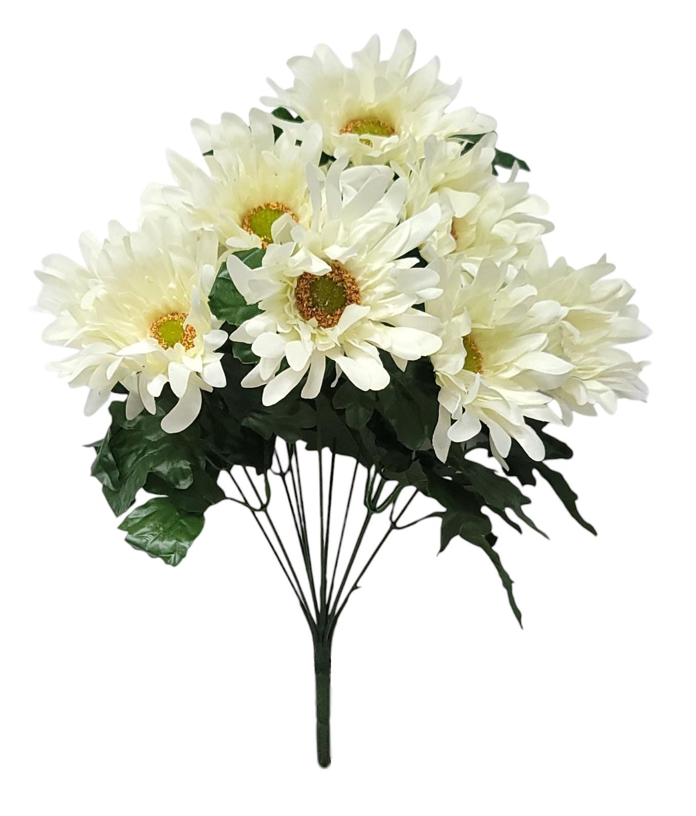 55461 | Spider Daisy x12 | Cream