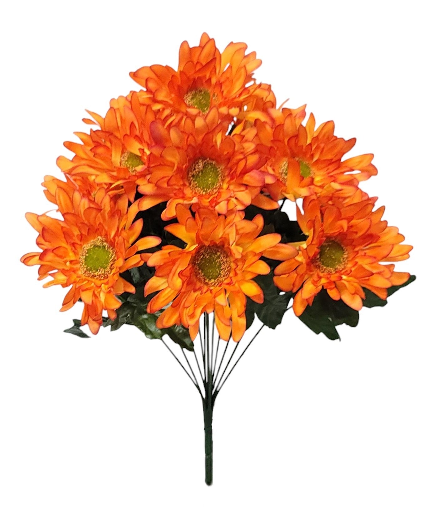 55463 | Spider Daisy x12 | Orange