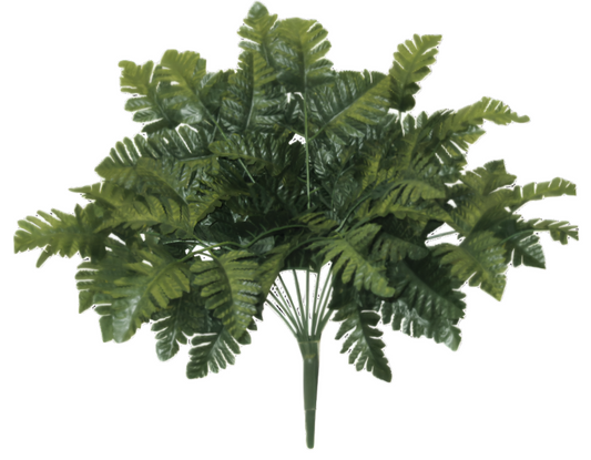 55661 Leather Fern Bush x12