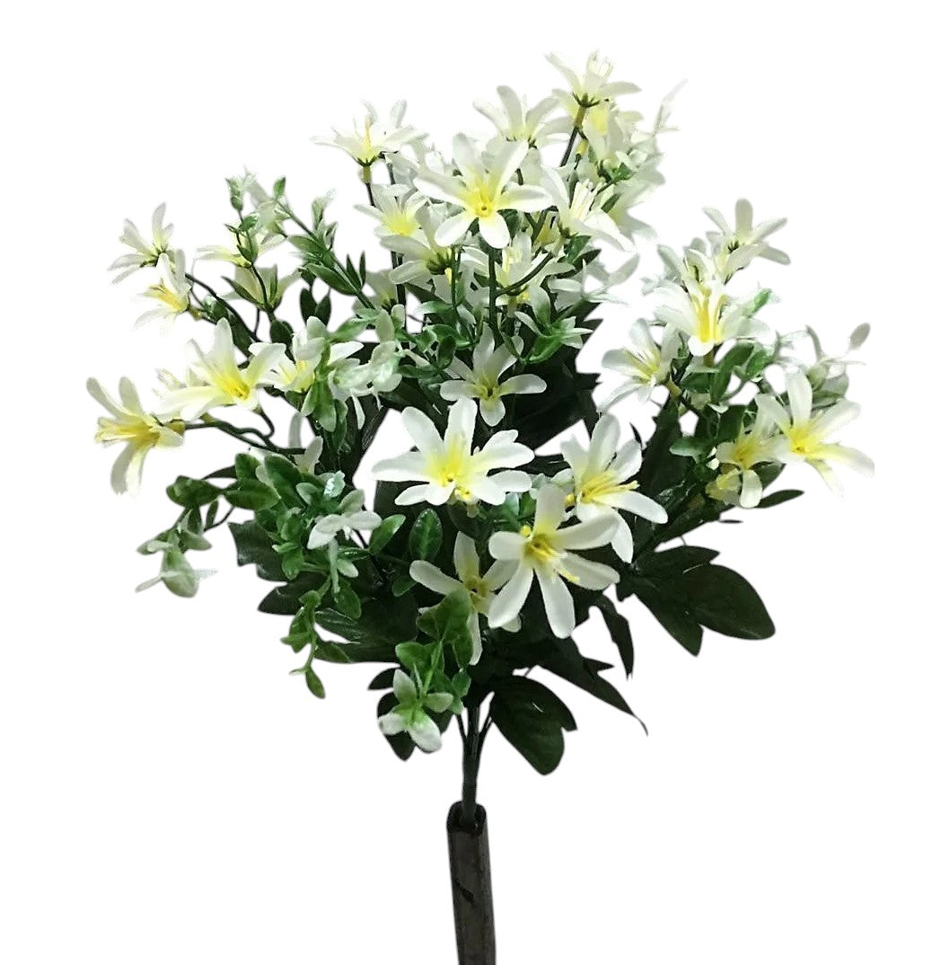 65801 | Tweedia Cluster Bush x10 | Cream