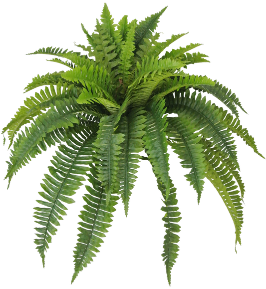 80198-GN 26" Boston Fern x5 w/ 48 Lvs - A&B Wholesale Market Inc