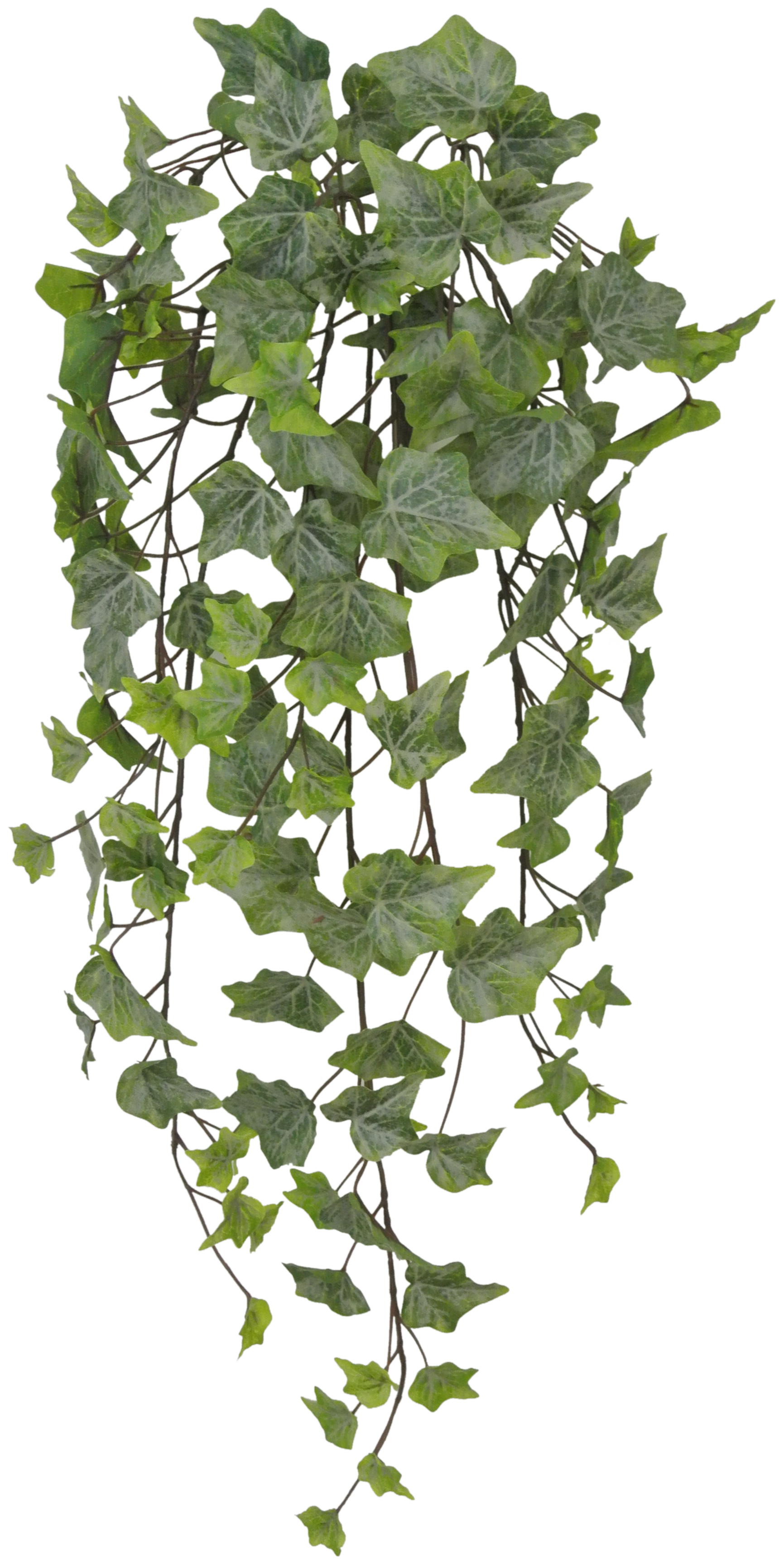 80241-FROST 28'' Ivy Hanger - A&B Wholesale Market Inc