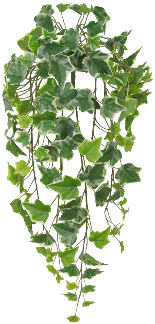 80241-VARIEGATE 28" Ivy Hanger - A&B Wholesale Market Inc