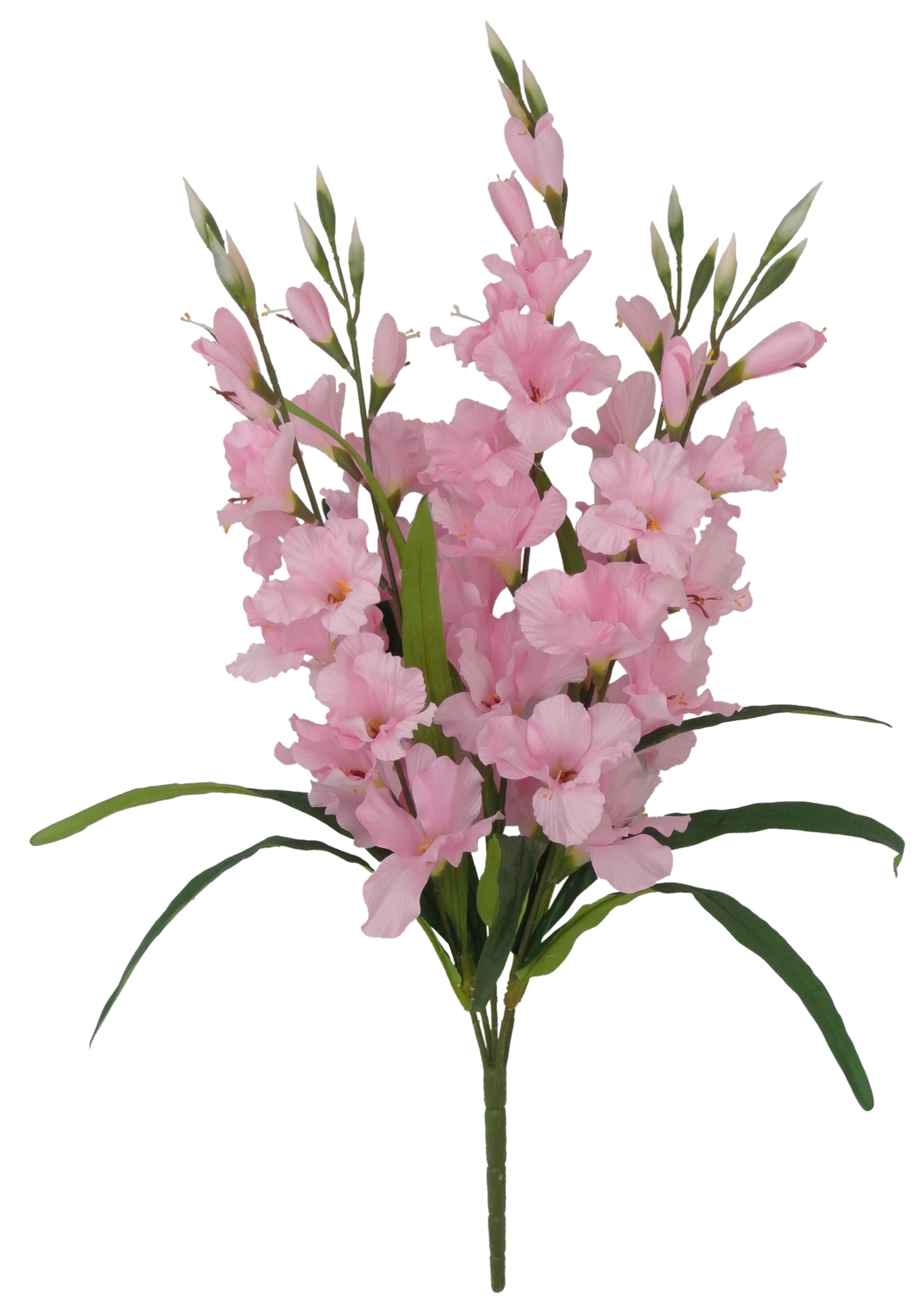 80358-PK Gladiolus Bush x5 - A&B Wholesale Market Inc