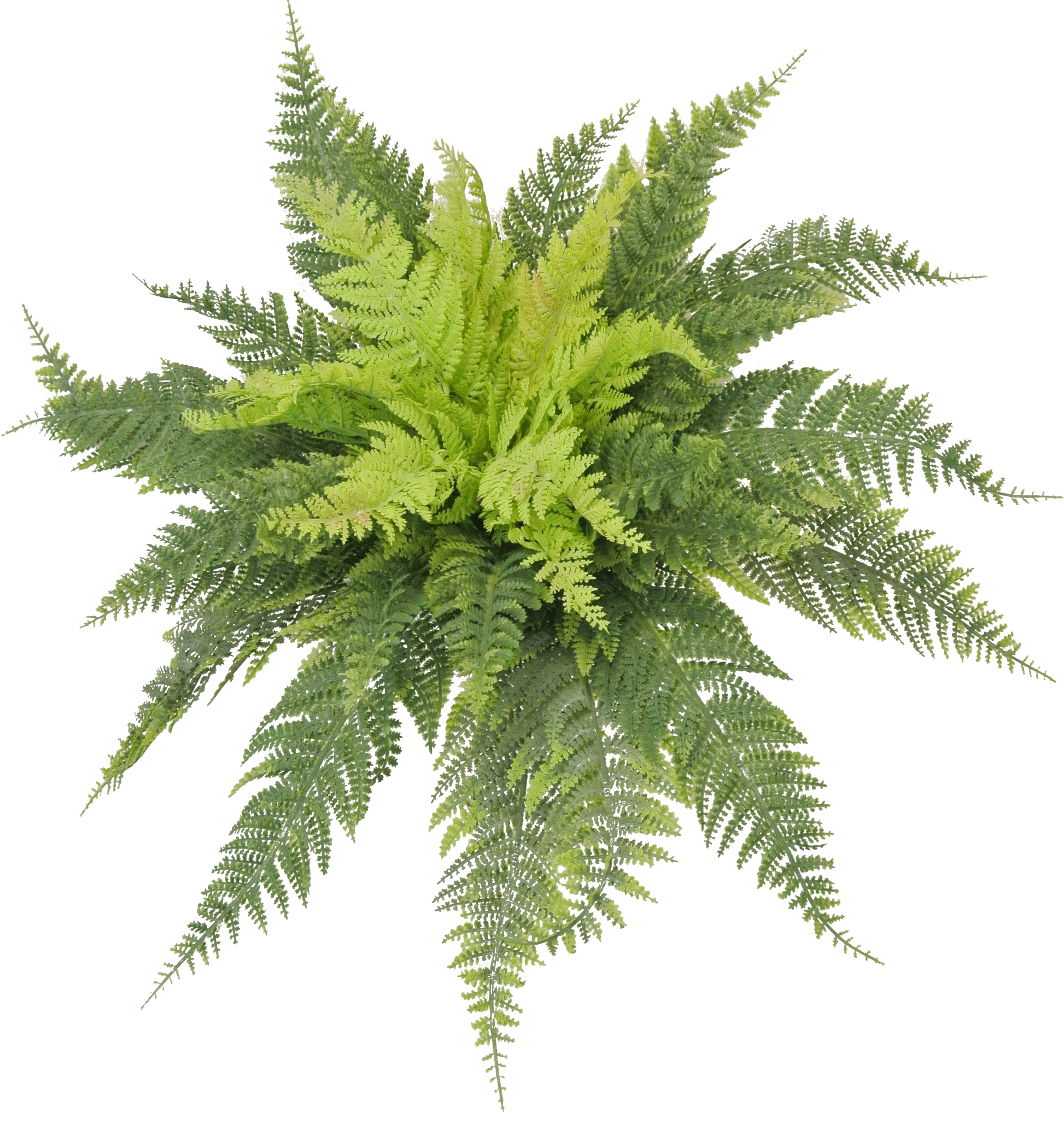 80812- 16" RUFFLE FERN BUSH - A&B Wholesale Market Inc