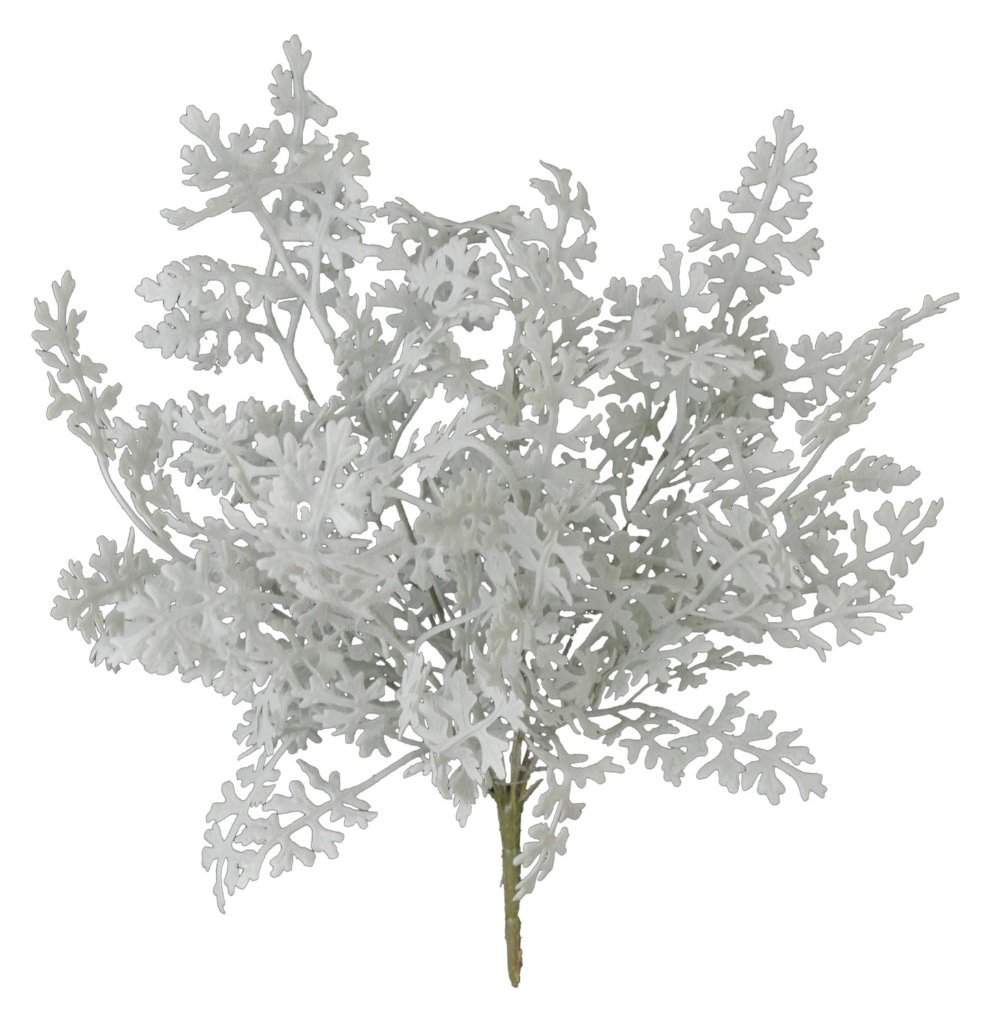 81547 | 16" | DUSTY MILLER BUSH X8