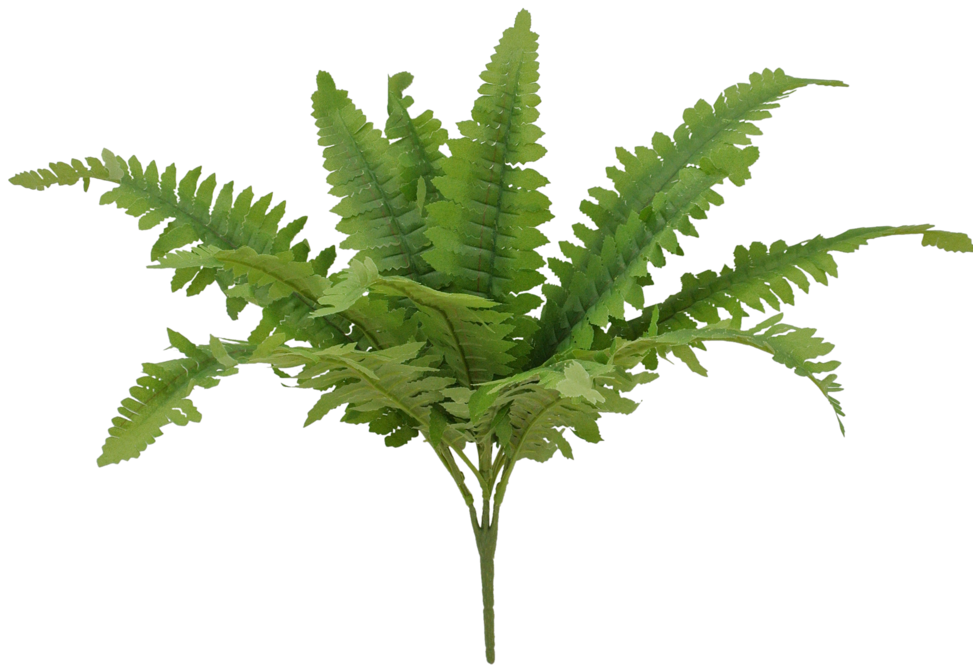 84083 17" Boston Fern Leave Bush x12 - A&B Wholesale Market Inc