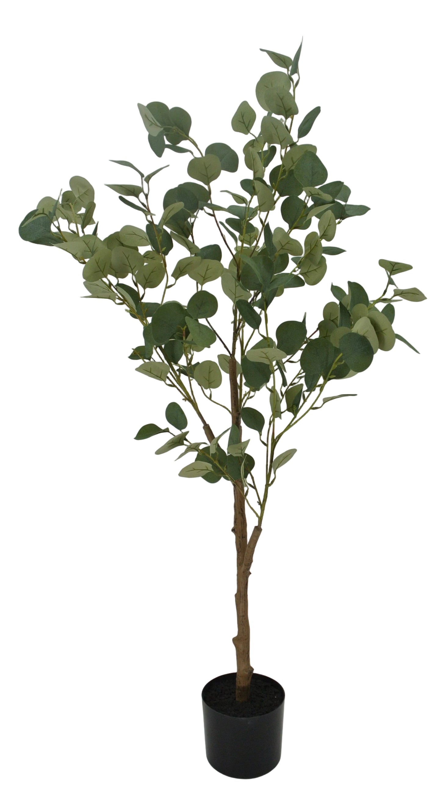 85081 | 4FT | EUCALYPTUS TREE