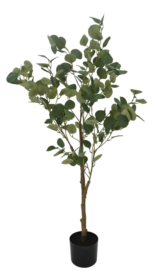 85081 | 4FT | EUCALYPTUS TREE