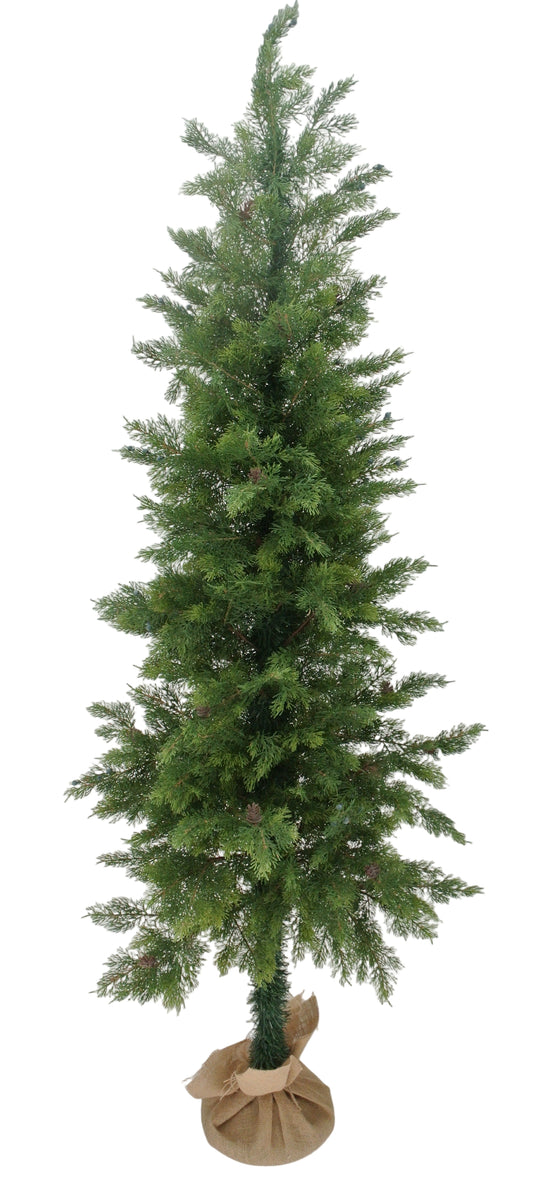 85203 | 6FT | CEDAR TREE