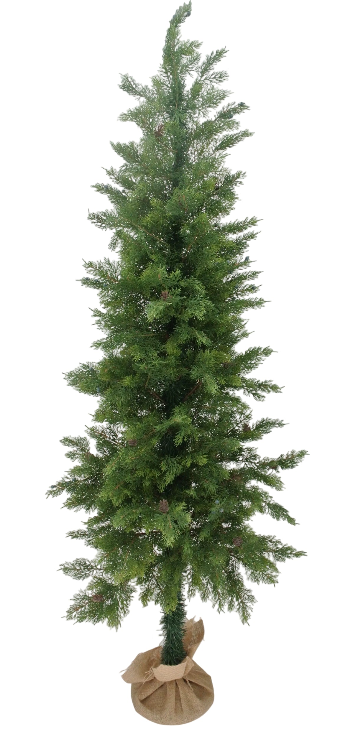 85203 | 6FT | CEDAR TREE