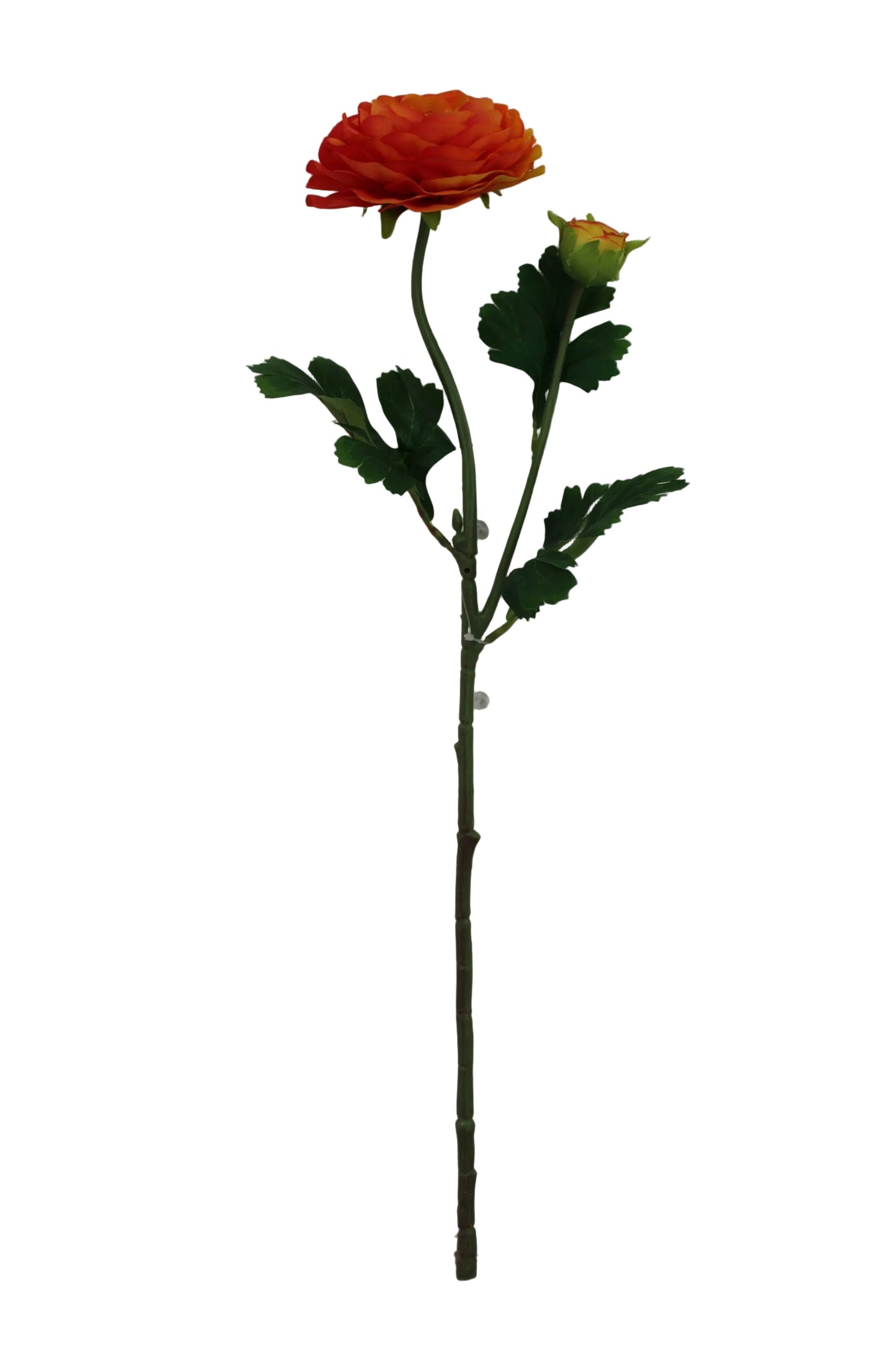 85570-OR | 23.5" | RANUNCULUS SPRAY X2 | ORANGE