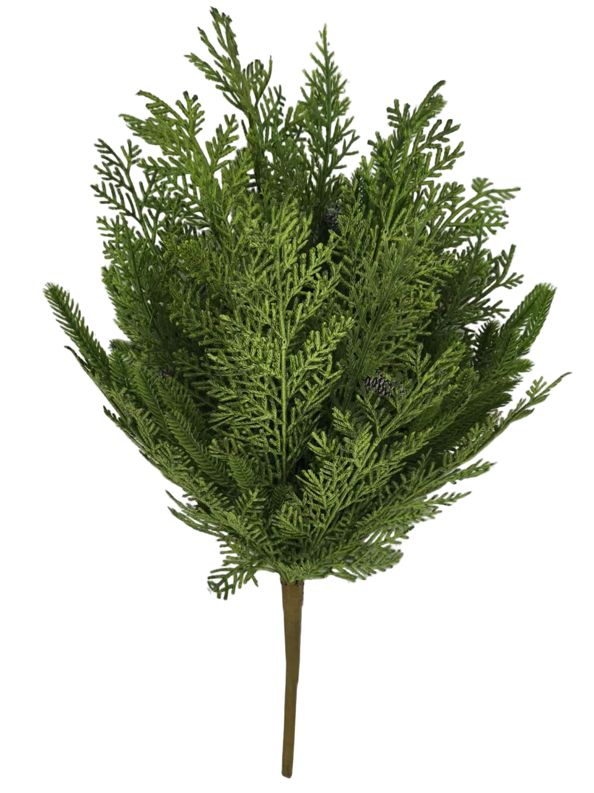 85951 | 22" | CYPRESS NORFOLK BUSH