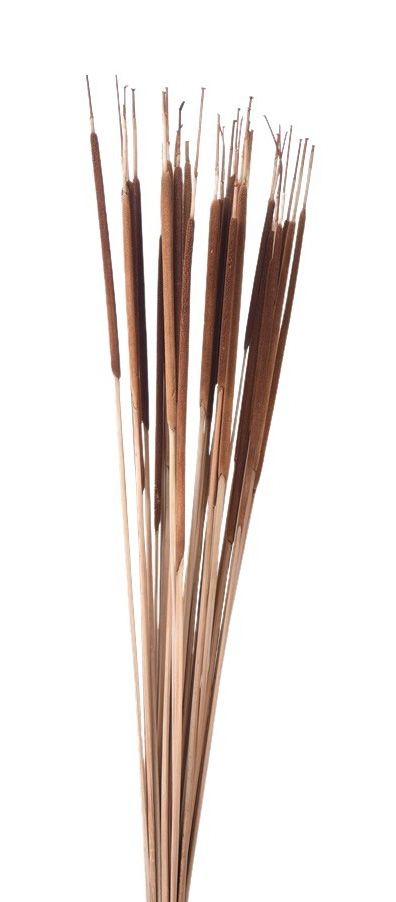 TT3107 | 25"L | Cattail Bundle | Tanned | 50pcs/Bdl