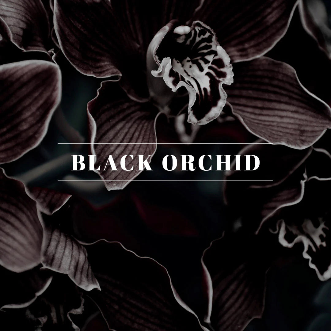 40233 | Votive | Black Orchid